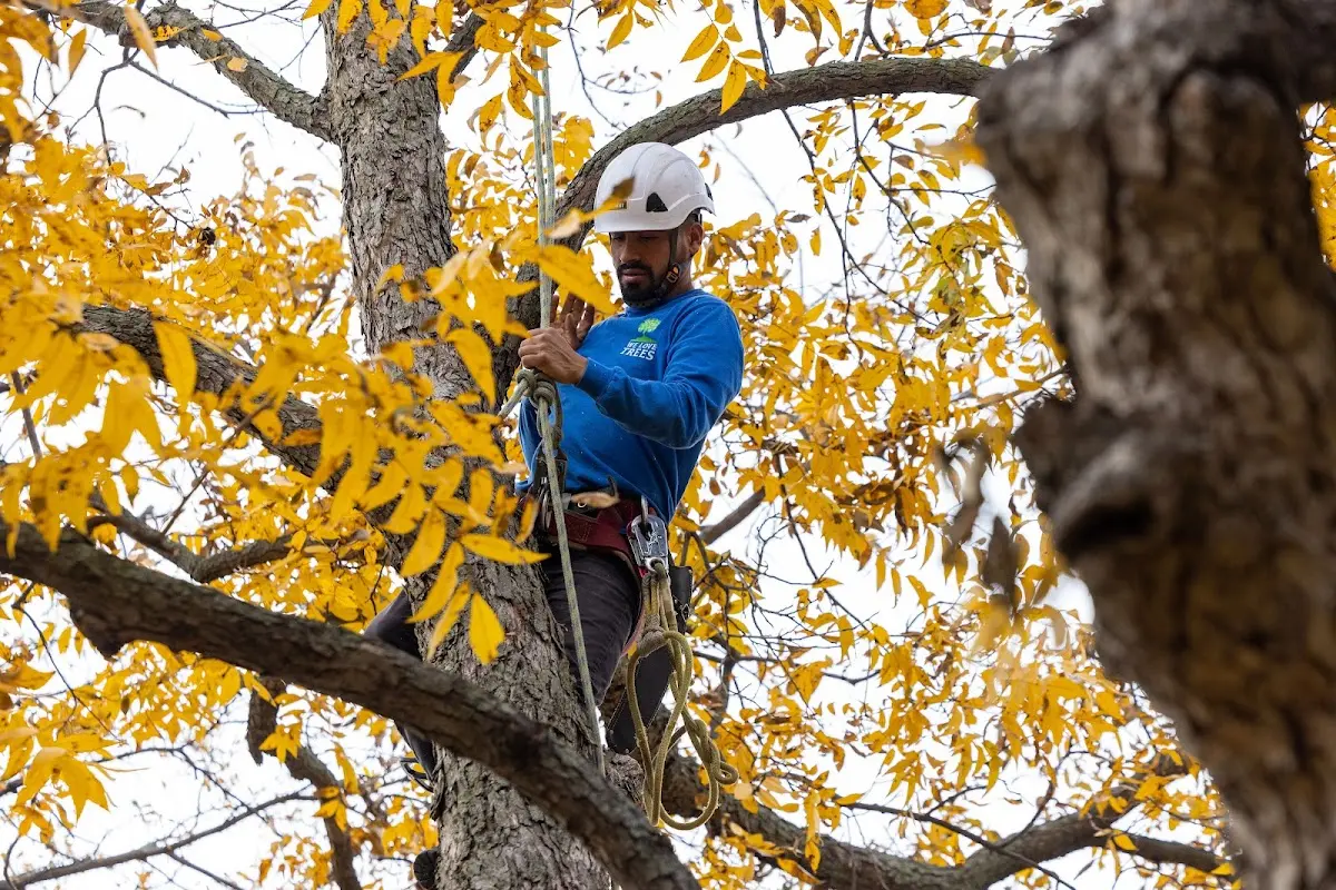Skilled Tree Transplanting crew working in Glenwood